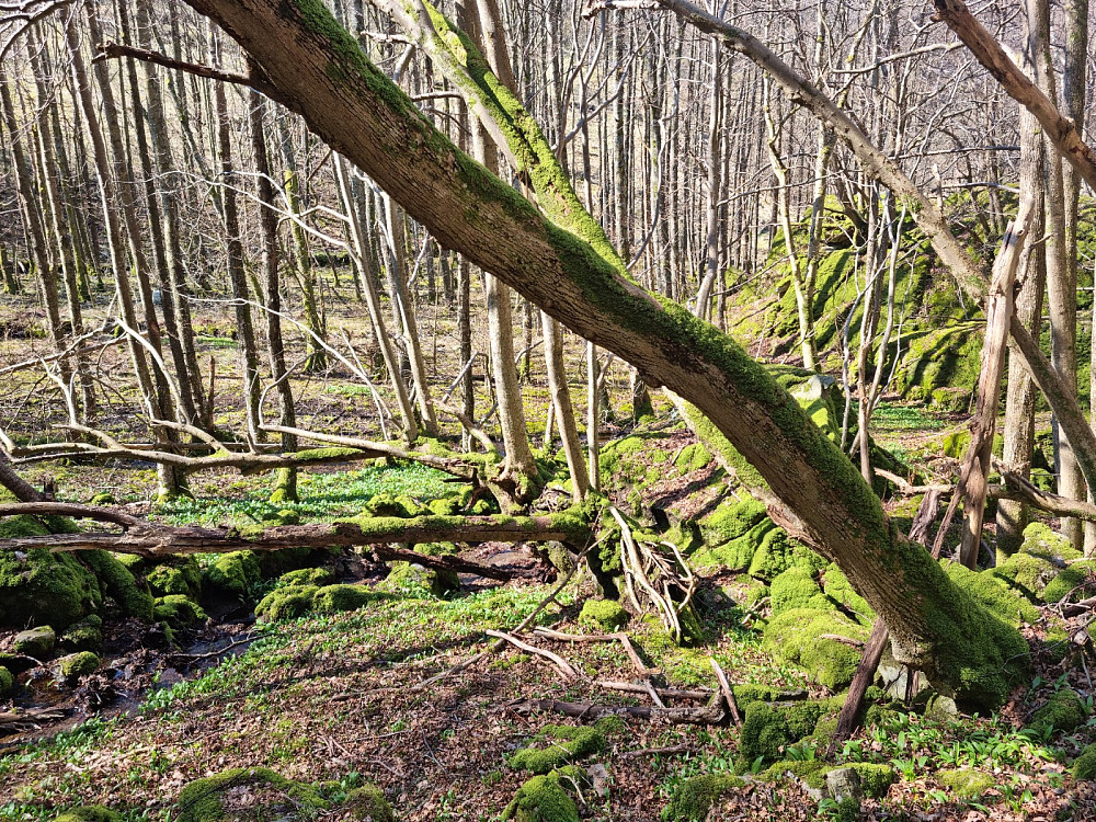 Gammel skog med mye ramsløk