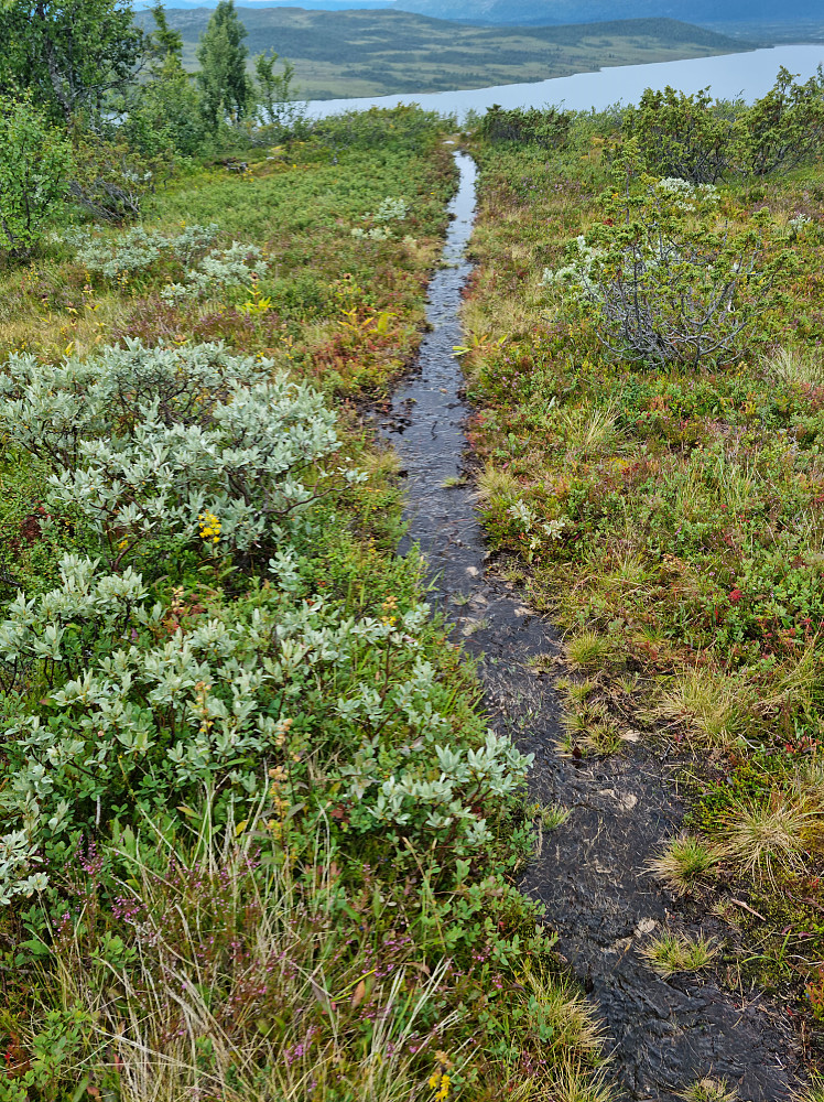 Våt sti over alt i sommer