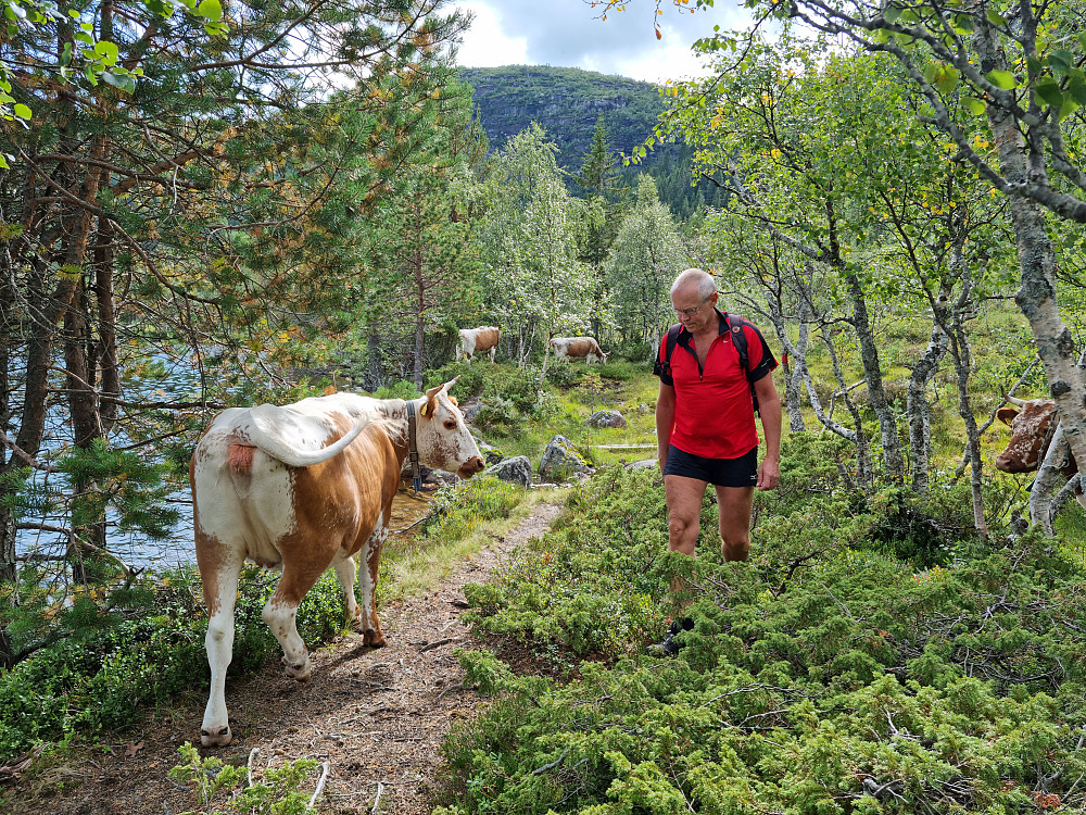 Traff kuflokken til Ola på Kvipt