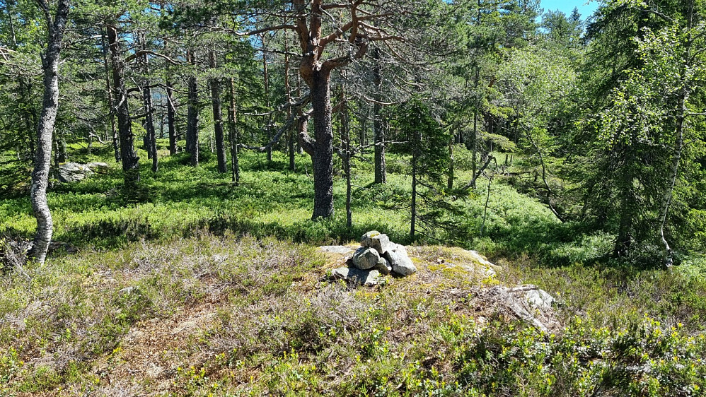 Toppen inne i skogen