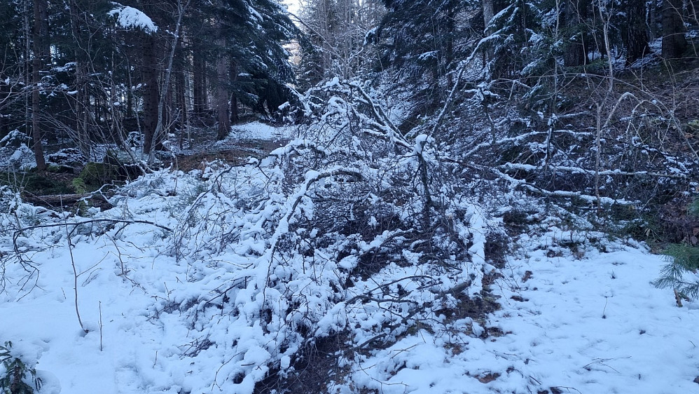 Flere rotvelt