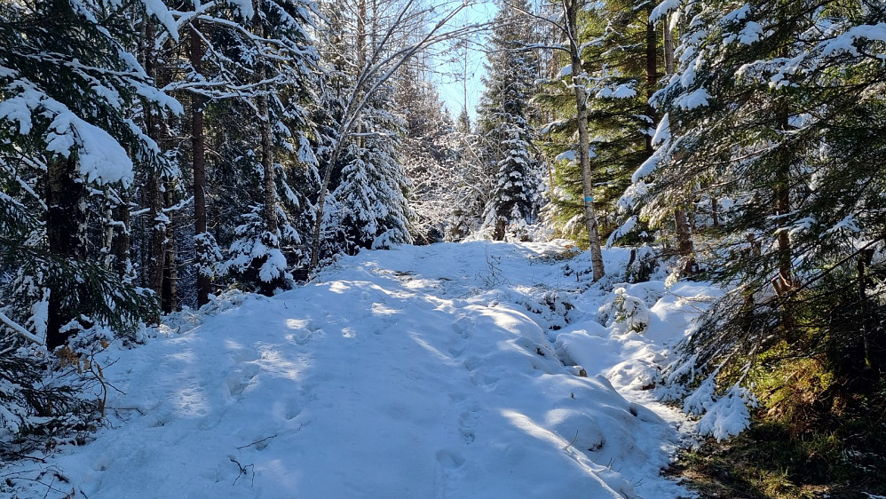Gammel snø og nysnø
