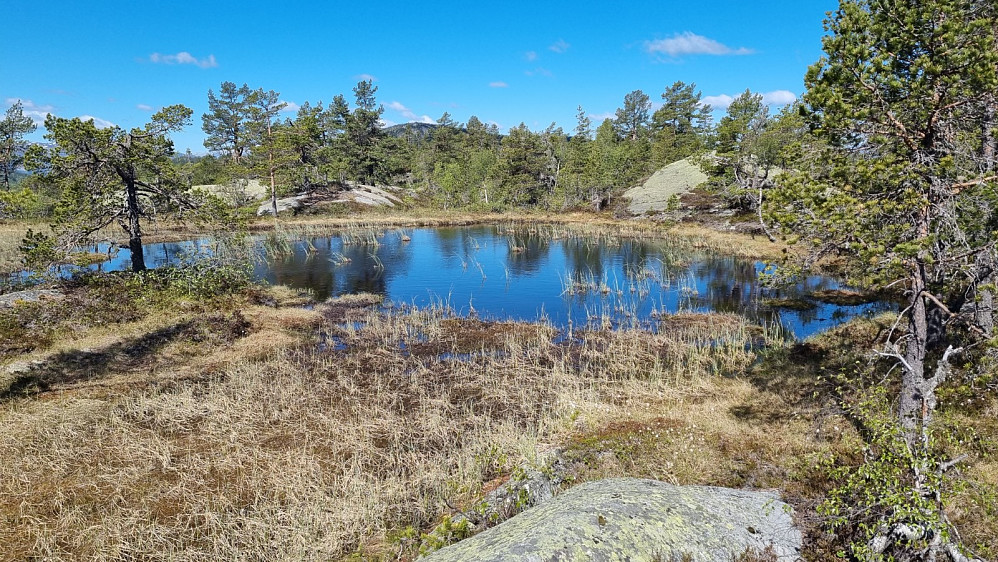 Fin myr på høyden