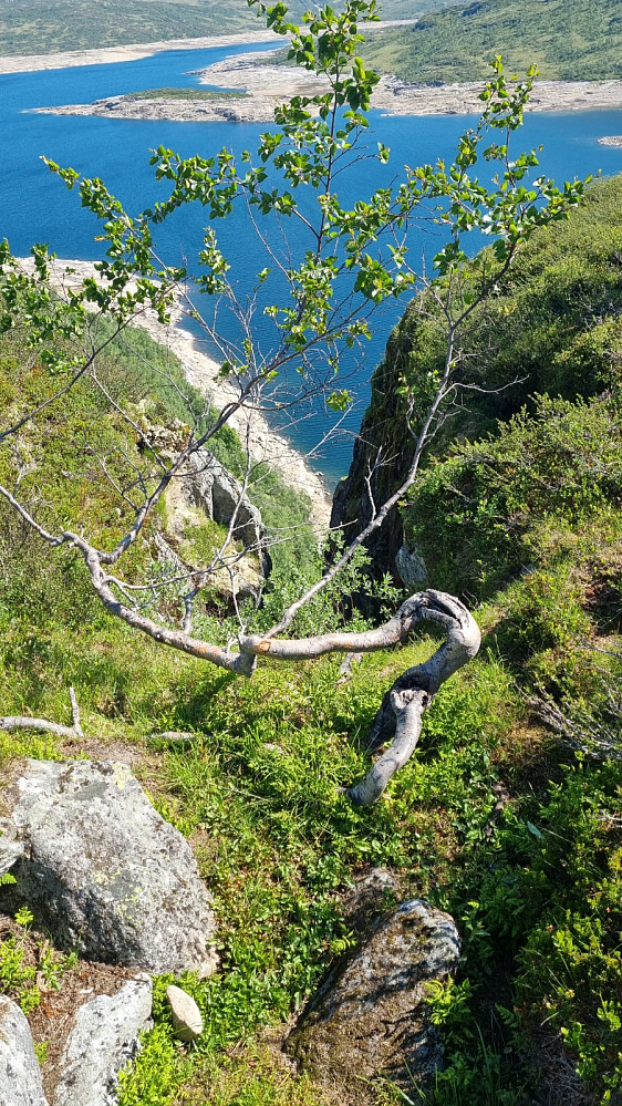 Revne på veien ut på tuppen