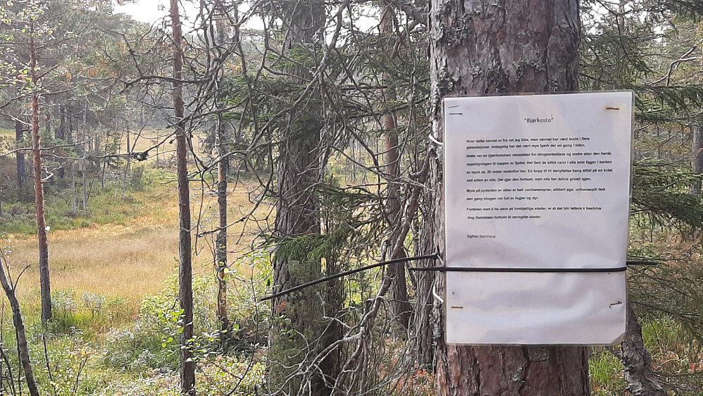 Bjørkestø. Fra gammelt av hang det en kopp her til fri avbenyttelse når skogskara var på vei innover i skogen. Koppen kan sees helt til venstre i bildet.