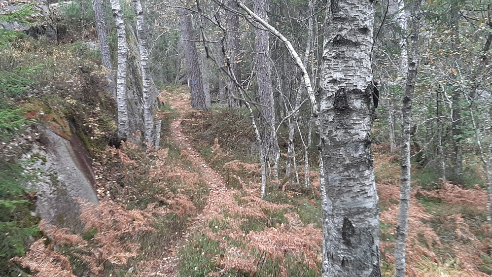 Godt blåmerket sti helt opp til toppen.