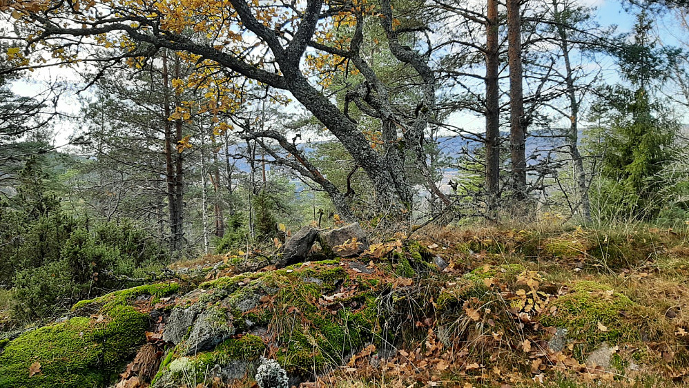 På toppen av Bakkeåsen.