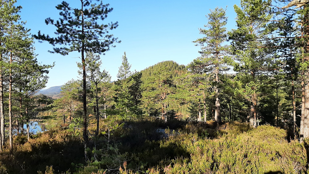 Bakkeåsen i bakgrunnen her sett fra Stufsrudkollen.