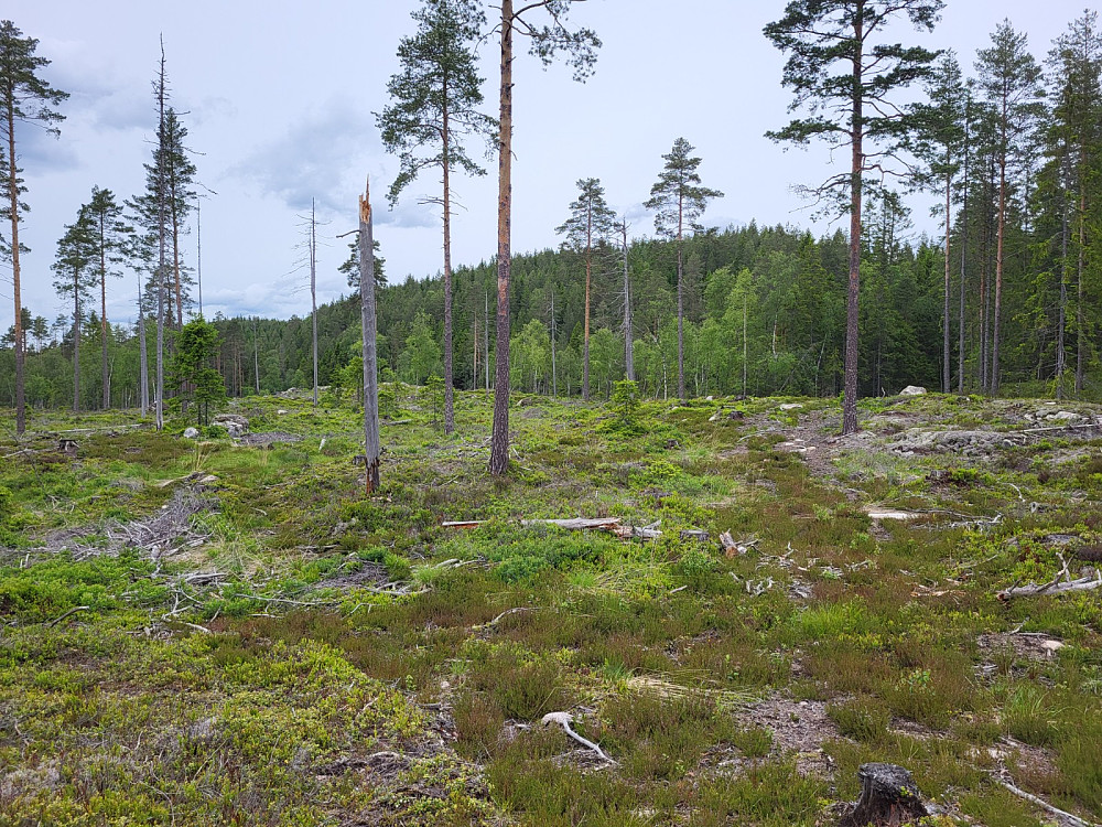 Her slutter skogsveien, så de siste sjuhundre meterne ble det terrenggåing uten sti.