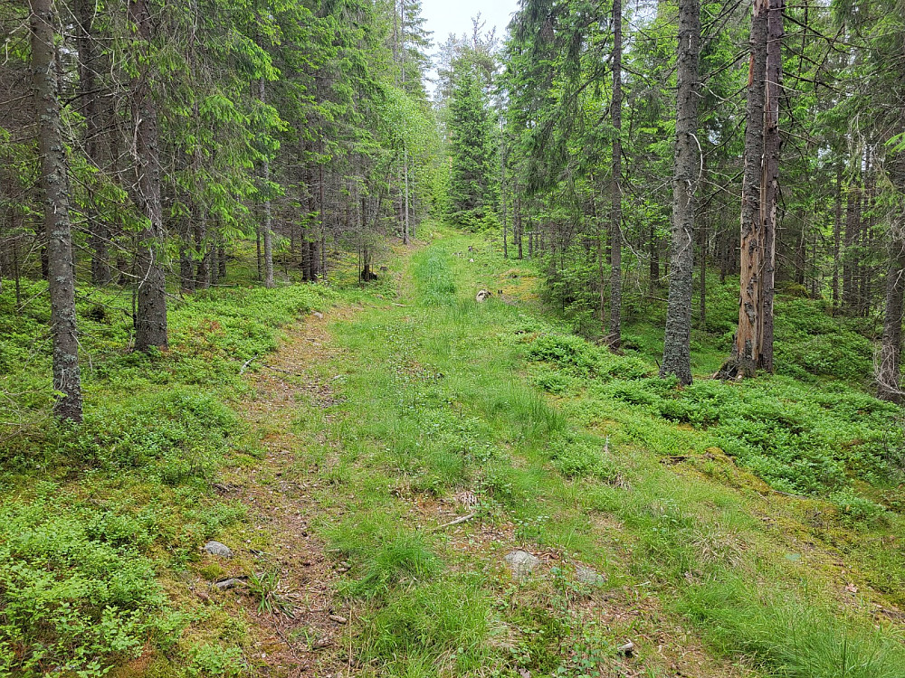 Skogsveien oppover.