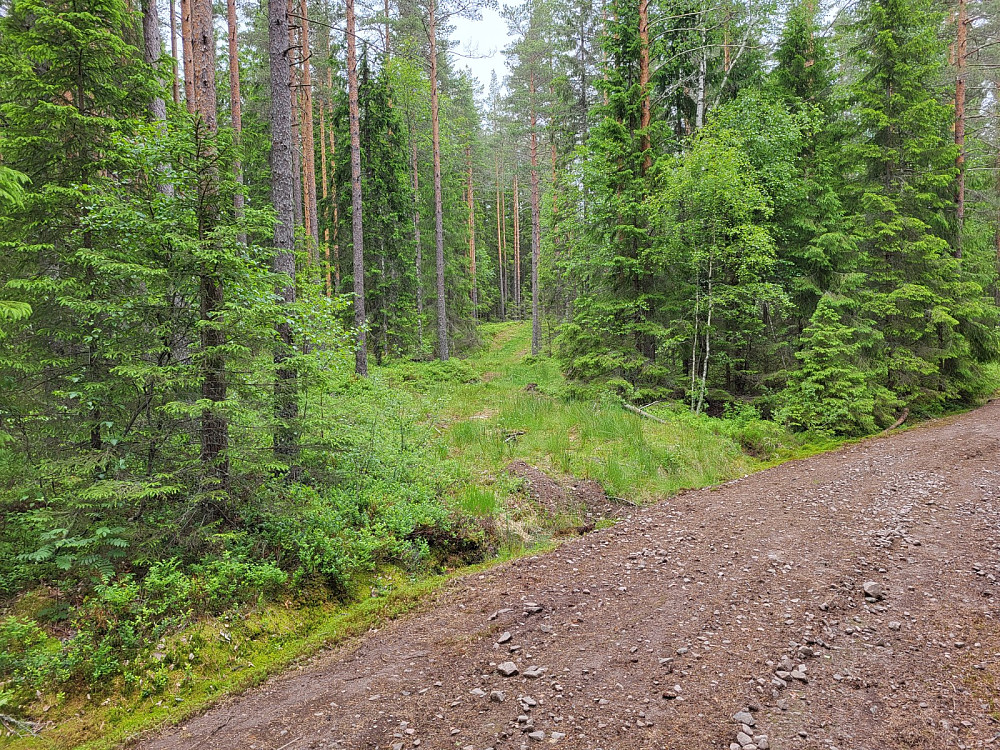 Her tok jeg av grusveien og fulge skogsveien oppover et godt stykke.