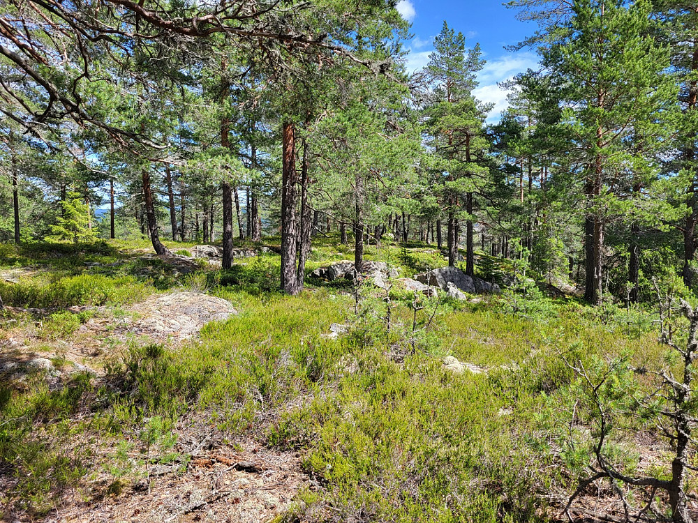 Toppområdet.