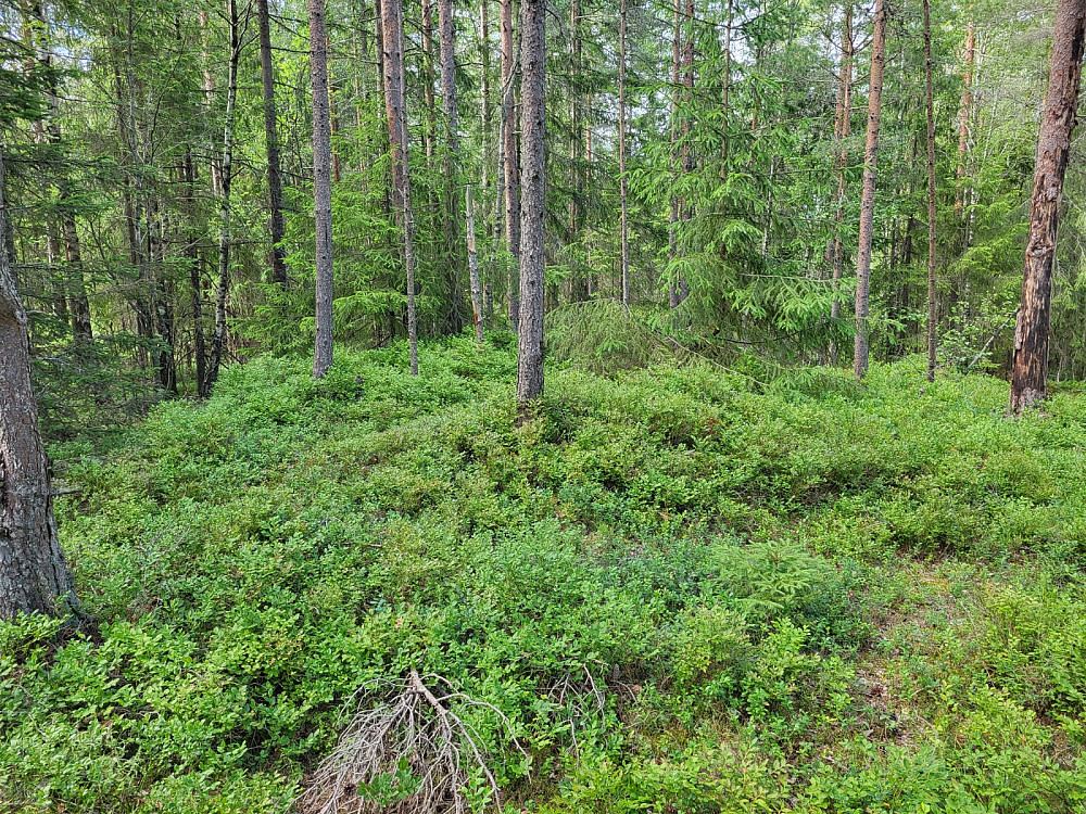 Toppen er nådd.