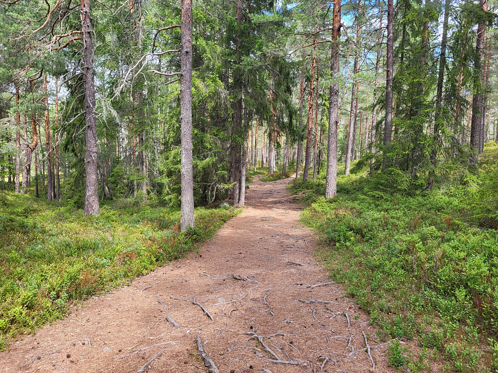 Fine stier oppe på flata-