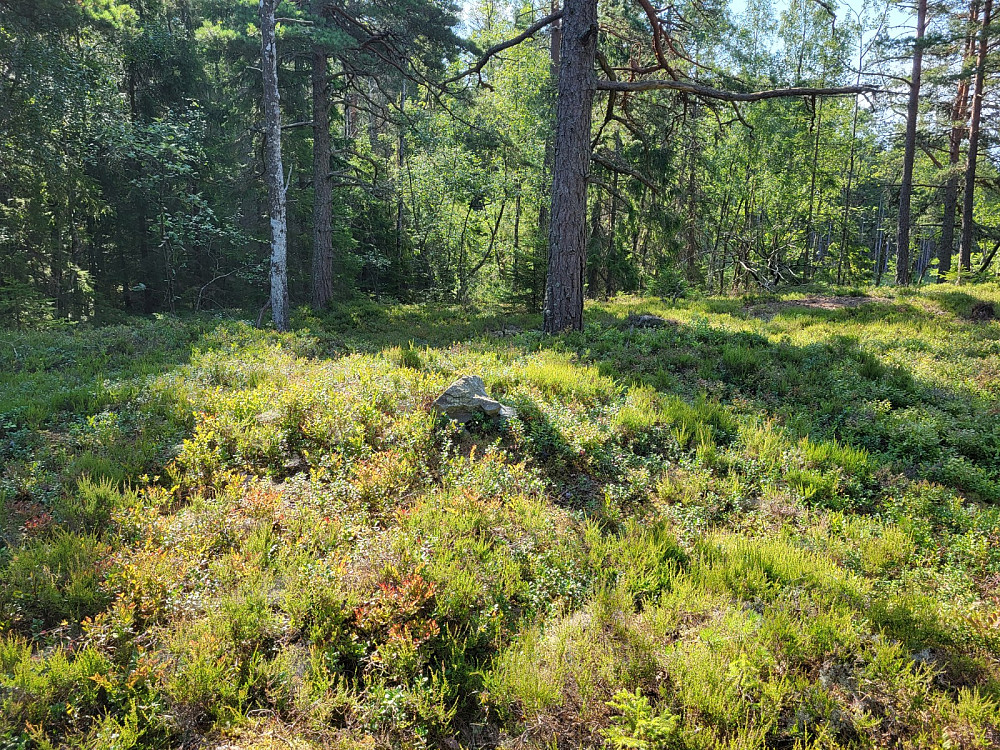 Toppunktet på Høyåsen NV