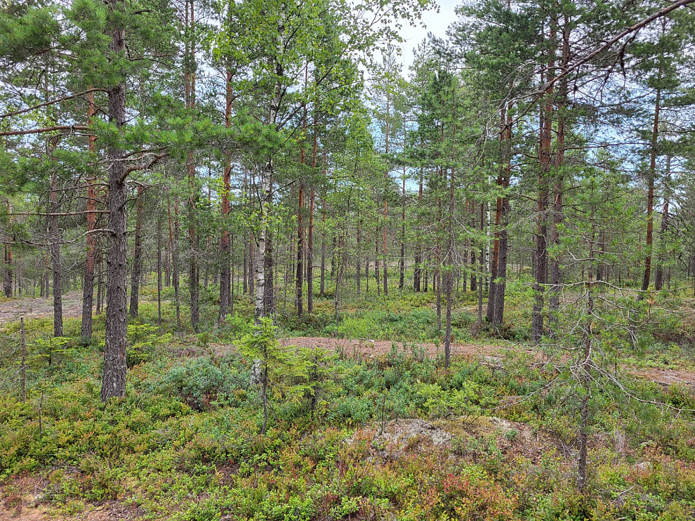 Området rundt toppunktet.