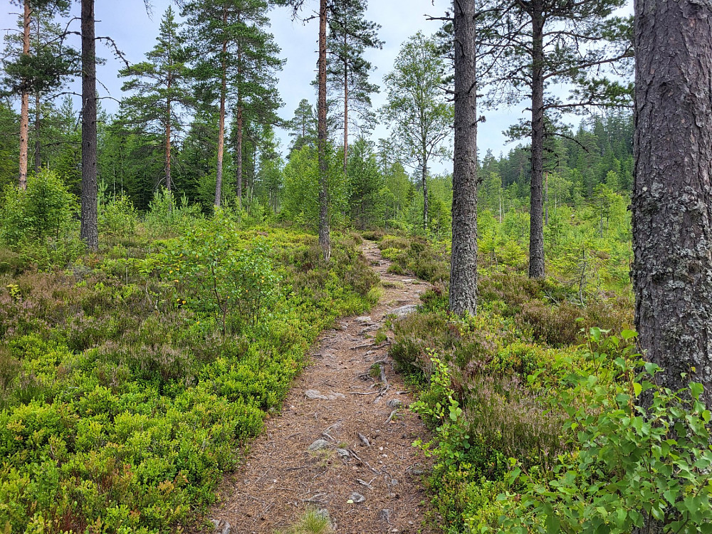 Flott sti oppover.