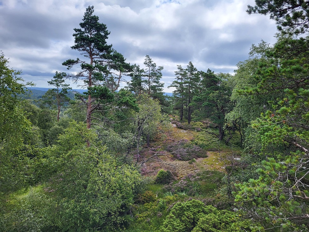 Toppområdet.