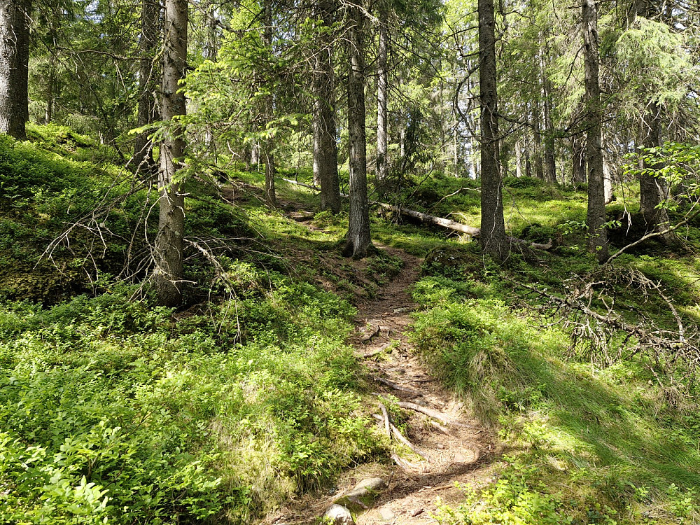 Stien opp mot Barlindåsen.