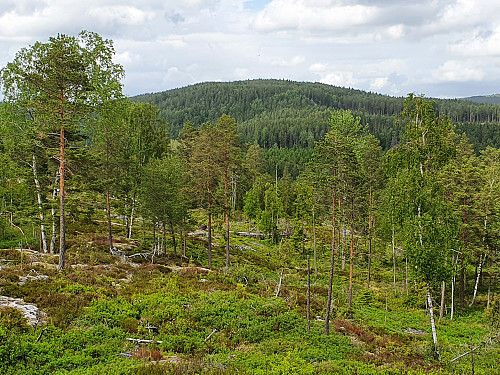 Sæterhøgda (319) fra Lunderåsen