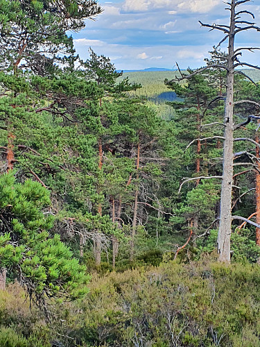 Ås mot øst, rett før byggefeltet. Det nærmeste jeg kom utsikt.