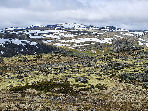 Berdalseken frå Skjeltrene