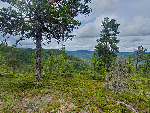 Vidstrakt skog nordover i Randsfjords-/Begnadalsmassivet.