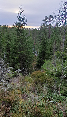 Skavvålen mellom trea