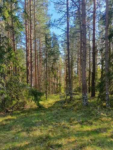Hugnsåsen