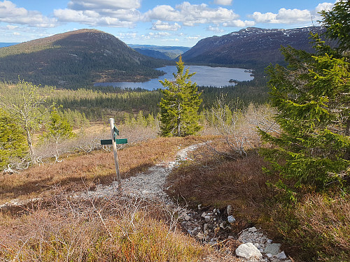 Stikrysset på østryggen av Slettefjell