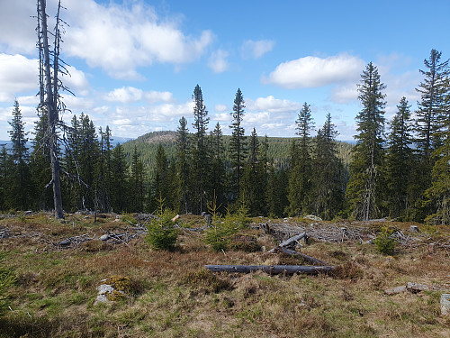 Svartåsen. Trollsberget viser seg fram.