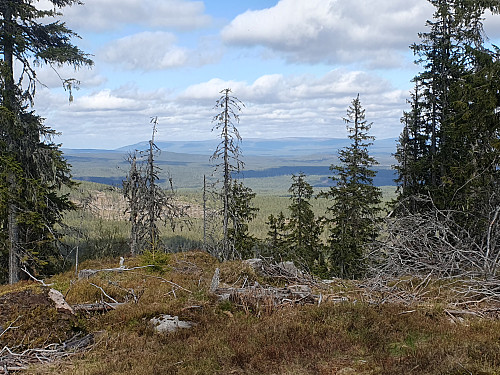 Svartåsen. Langs grensen mot øst.