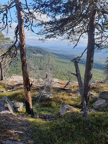 Trollsberget. Gjennom brannfeltet mot sør.
