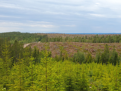 Høgstflatedystopi