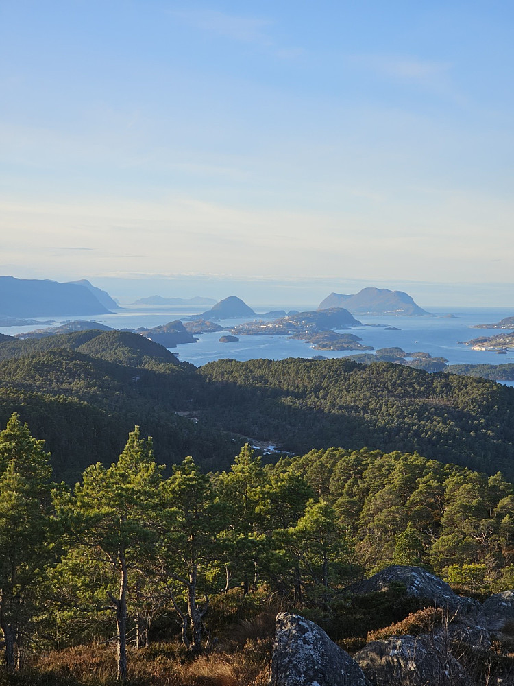 Åle