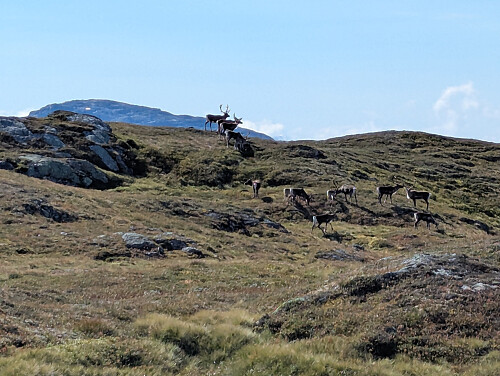 Reinsdyrflokk observert oppe ved Færesfjellet, nedenfor Grønahorgi