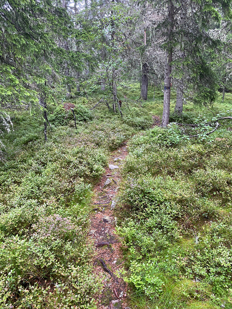 Stort sett fin sti hele veien