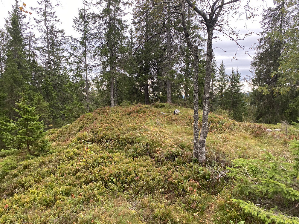 Stutehaugen 467 moh og pf 139. Dagens hovedmål. Men knotete fra stien til toppunktet.