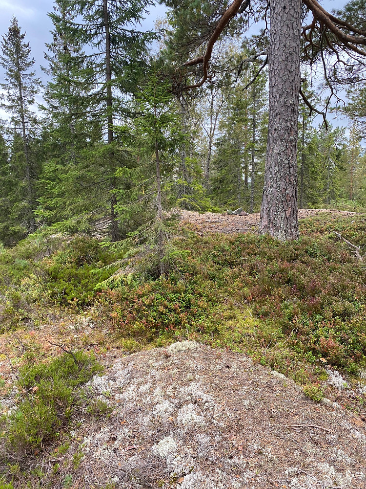 Kamphaugåsen 395 moh
