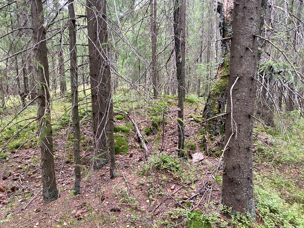 Sagåsen 385 moh. Dagens siste topp.