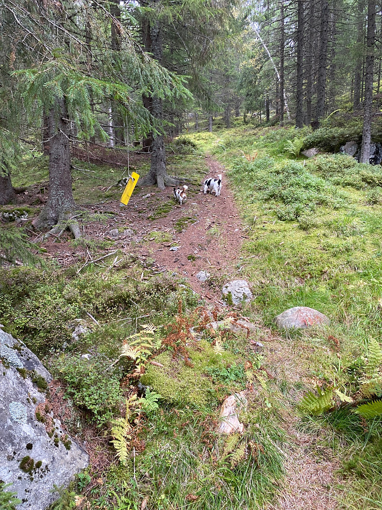 Merket sti i starten spm jeg håpet tok meg i riktig retning