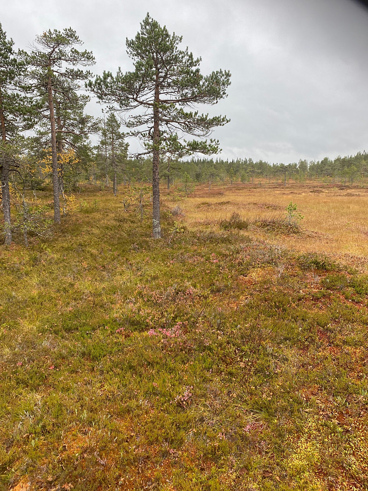 Tilbakeblikk oppover