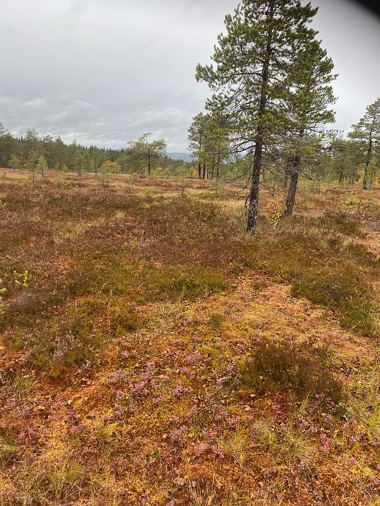 Nedover igjen. Snart ved stien