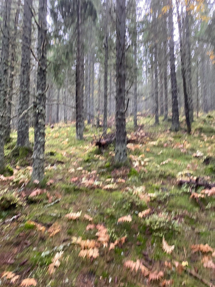 Ikke akkurat sti men lettgått likevel og bra stigning ca 500 m terrenget fra veis ende.