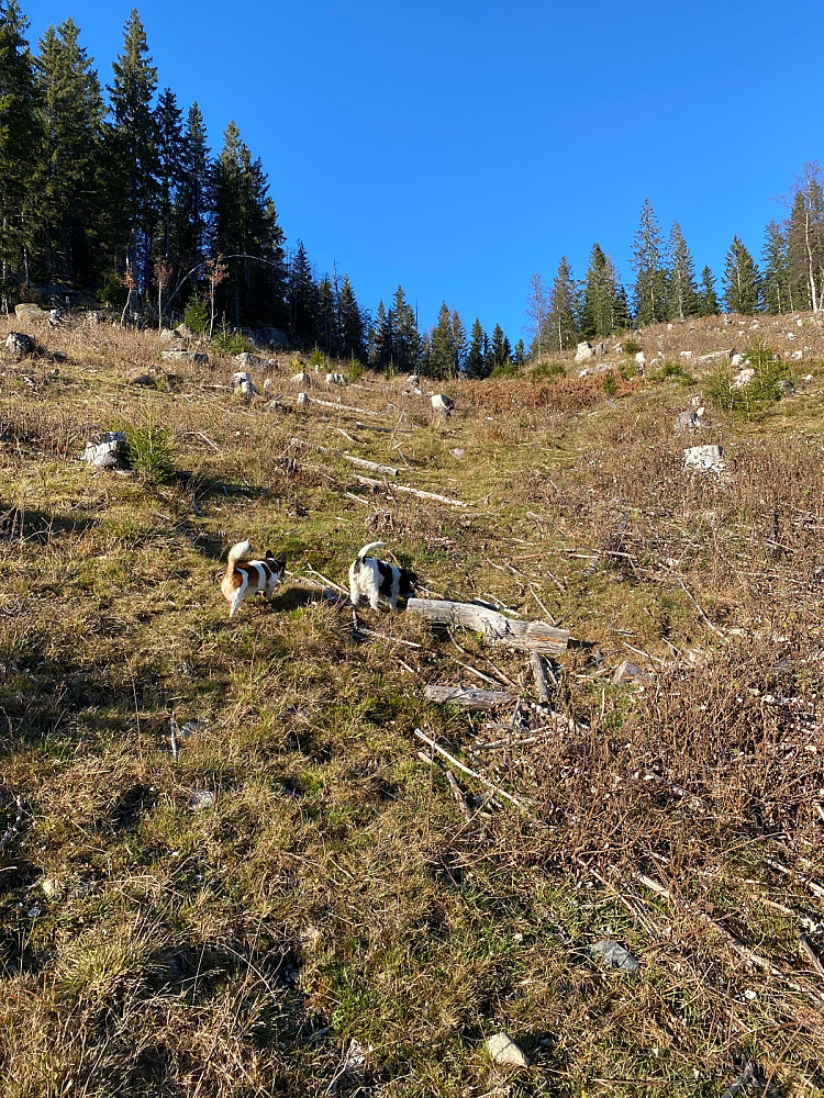 Startet rett opp hogstfeltet  litt tilbake fra p-lomma.