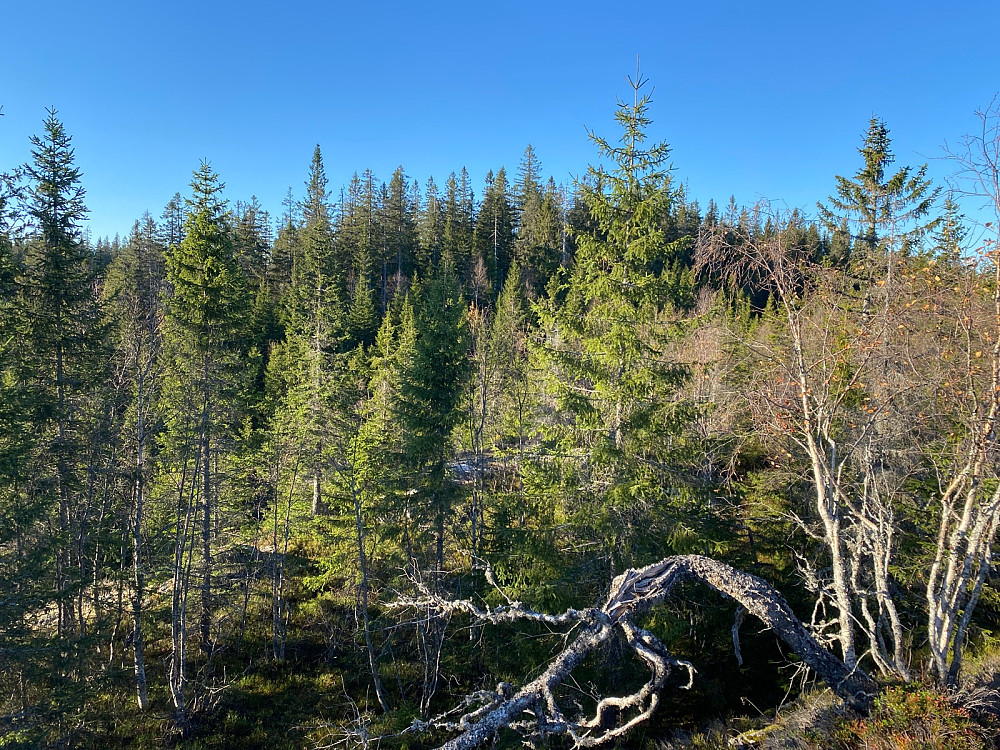 Toppen fra kul sør for toppen  på ca 600 moh