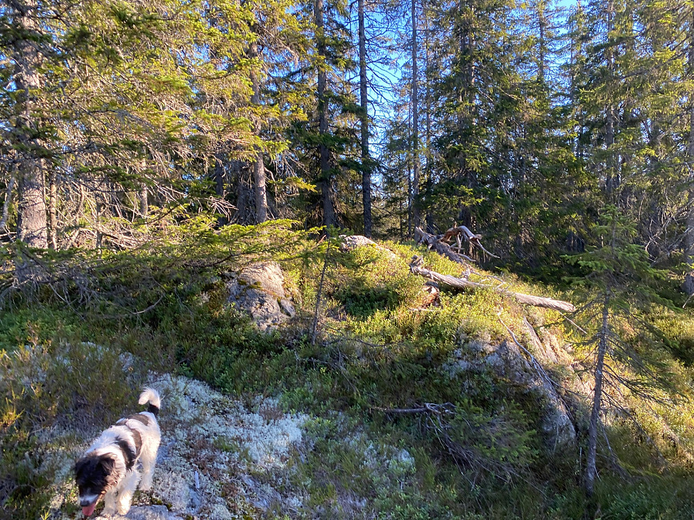 Topp nr 2