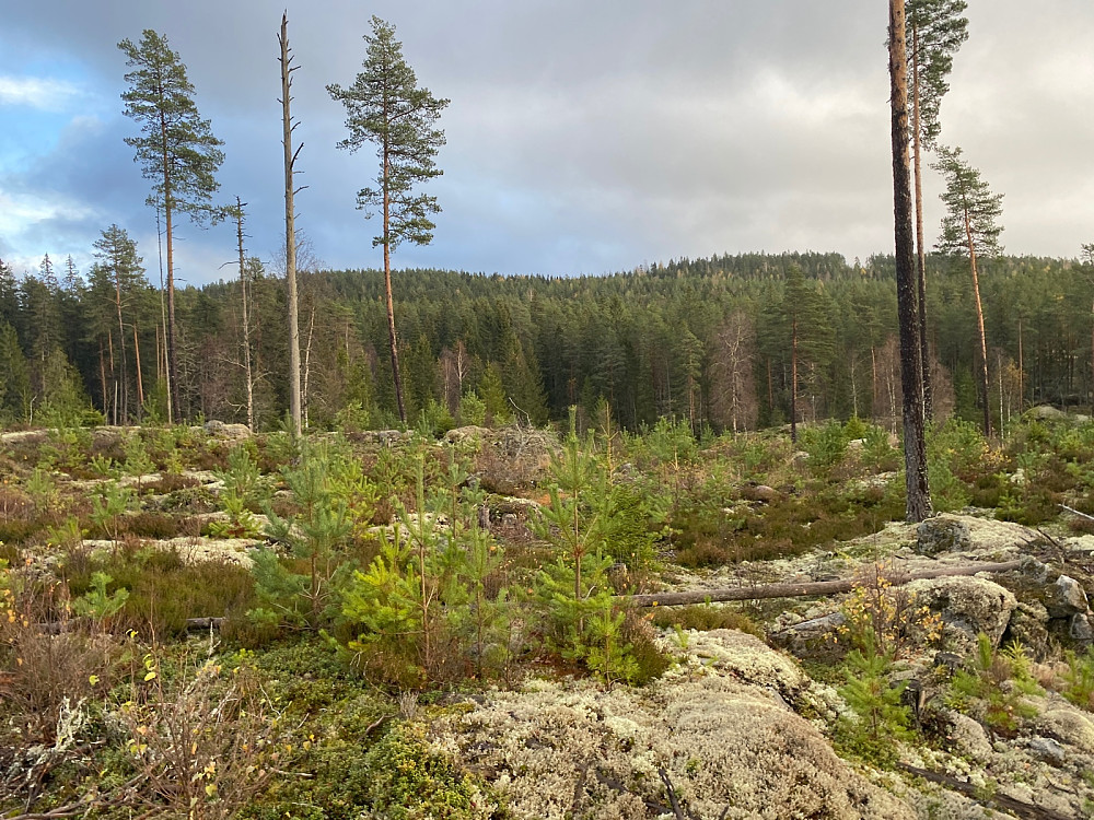 Rogndalshøgda