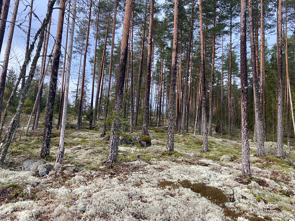Fint terreng oppover
