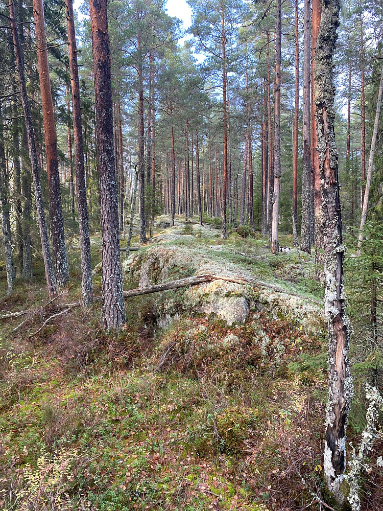 Ryggen mot toppen